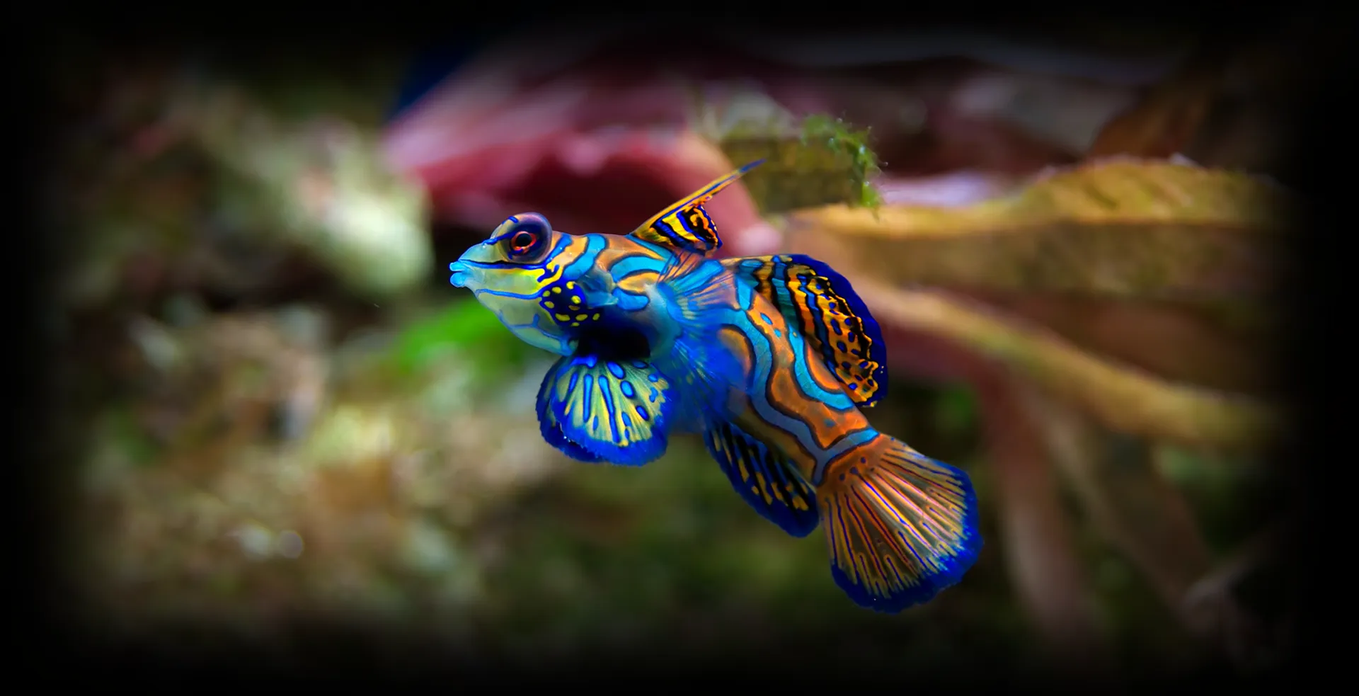 Imagem de fundo de Peixe-Mandarim - Poytara